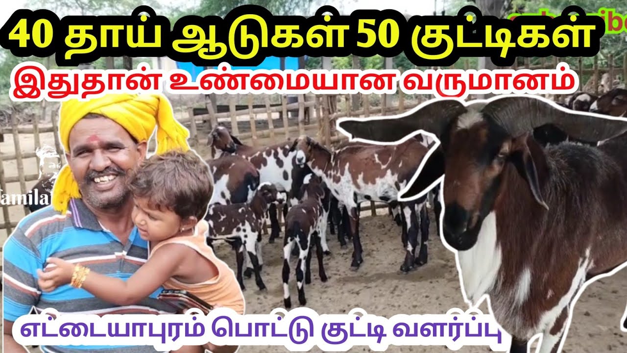 செம்மறியாடு வளர்ப்பு(எட்டையாபுரம் பொட்டுகுட்டி)இந்த ஆடுகளுக்கு எப்பொழுதும் மவுசுதான்/Tamilarnilam