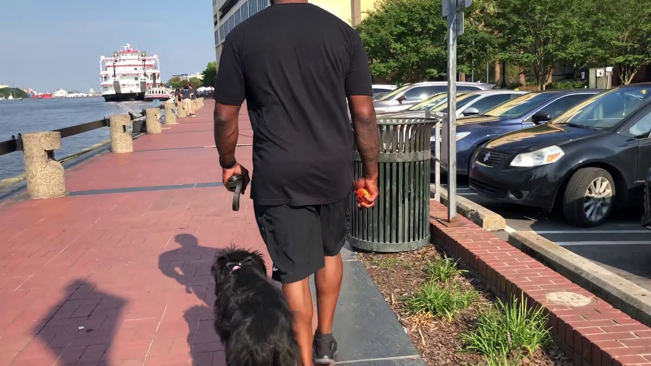 Best Giant Schnauzer Training! Bonny, a 5 month old Giant Schnauzer, before and after training