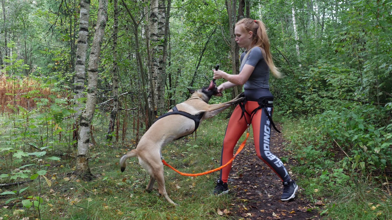 Belgian Malinois Canicross & Bikejoring montage 2019 4K