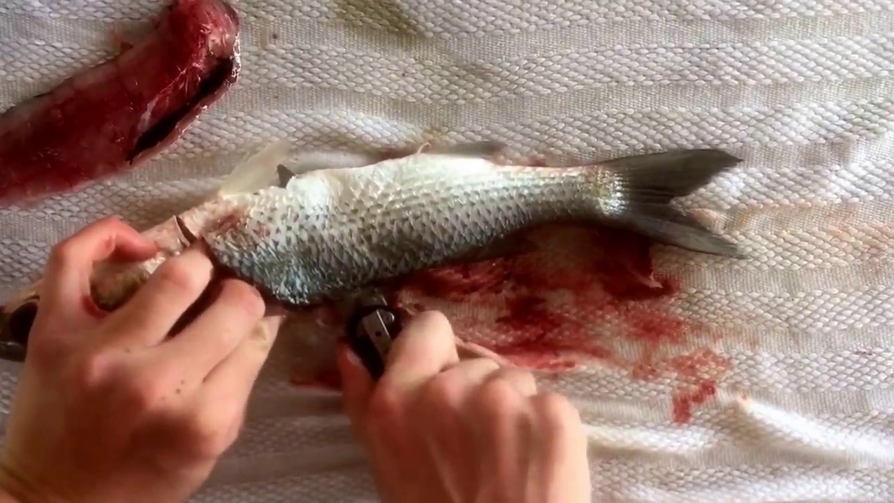How to clean and fillet a Sea Mullet
