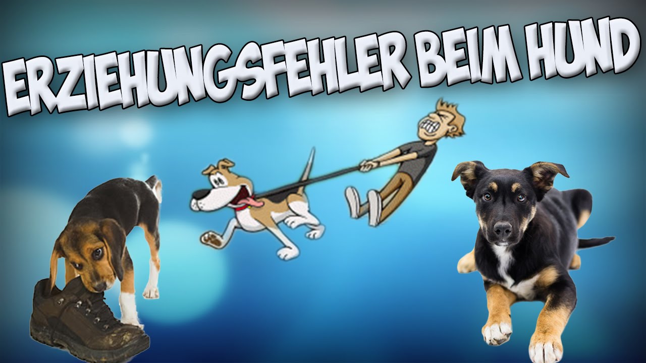 Die größten Fehler in der Hundeerziehung! Hund richtig erziehen! Tipps!!