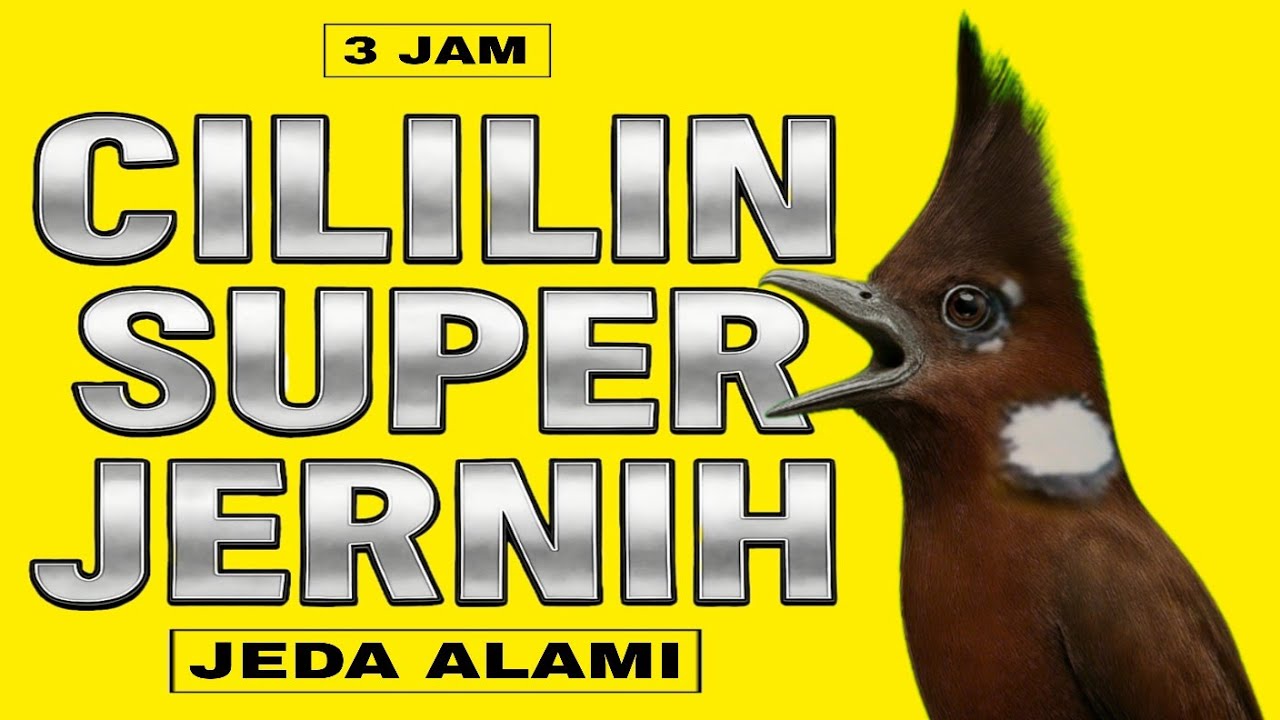 MASTERAN CILILIN JERNIH JEDA || MASTERAN CILILIN JERNIH TERBARU 2025 || MASTERAN BURUNG JUARA