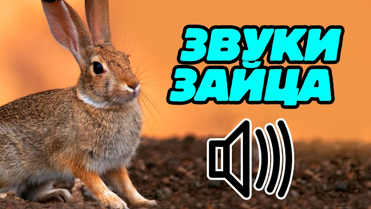 Звук зайца: какой звук издаёт заяц? Голос зайца
