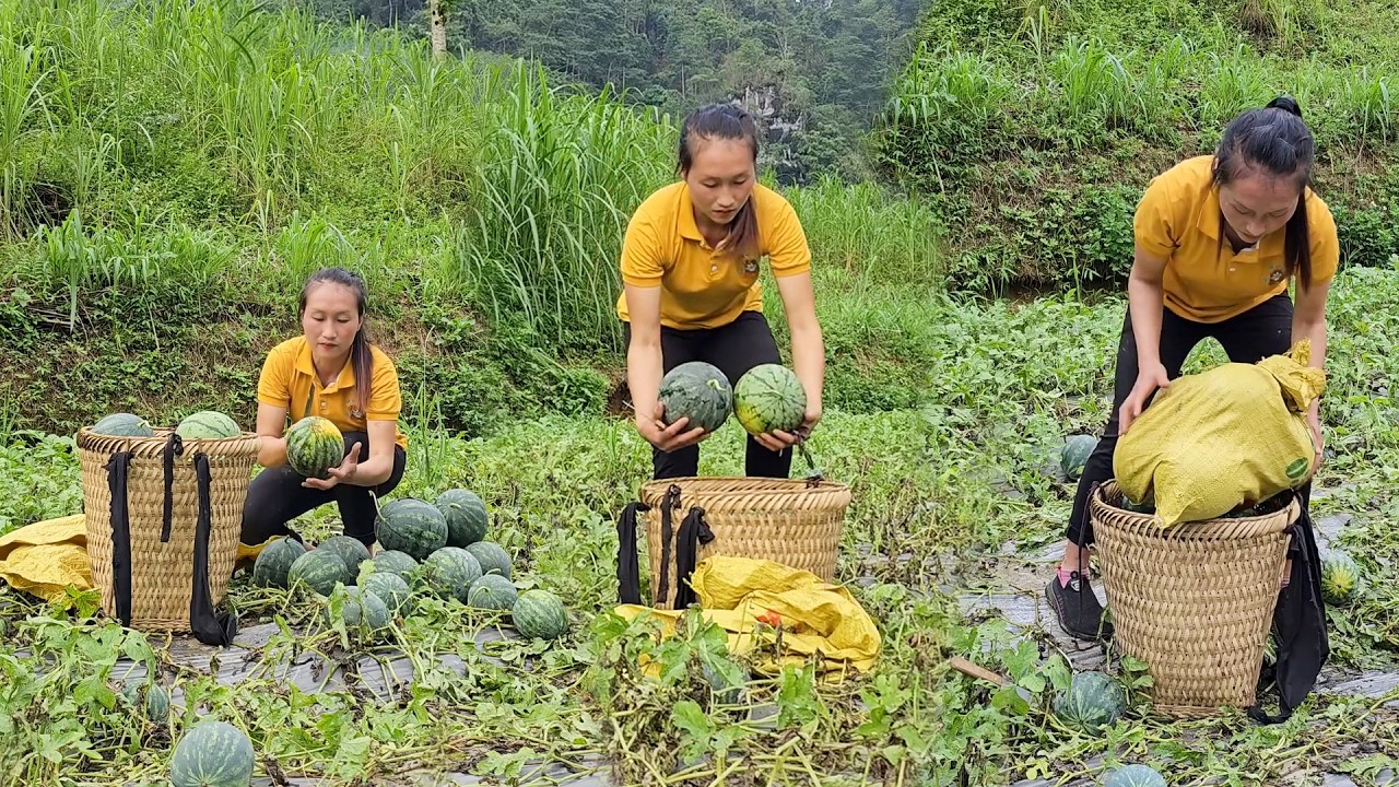 Fresh Watermelon Harvest in the Countryside | Bringing the Juiciest Fruits to the Village Market