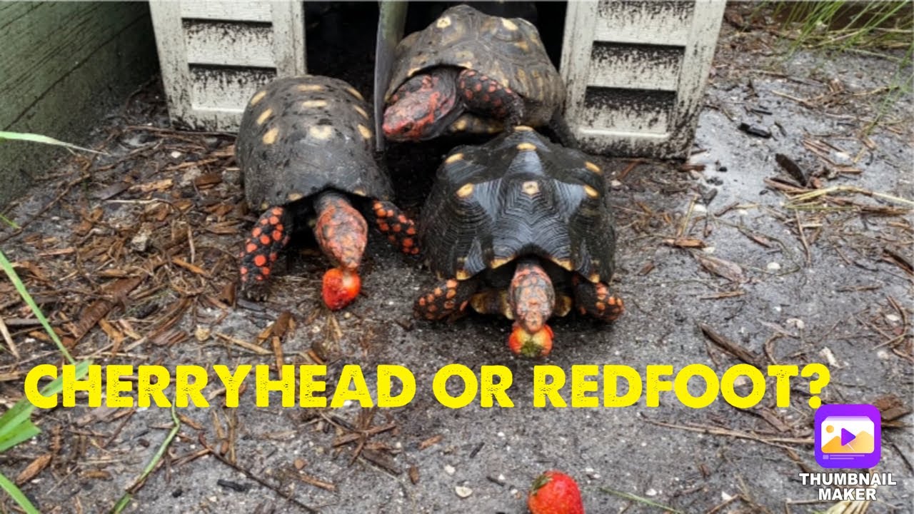 🐢Вишневоголовая или красноногая черепаха? КАКАЯ?