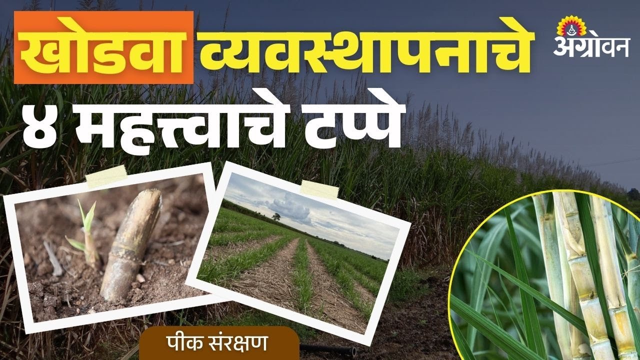 Khodwa Us Niyojan: ऊस उत्पादन वाढवण्यासाठी खोडव्याचे नियोजन कसे कराल? | Agrowon