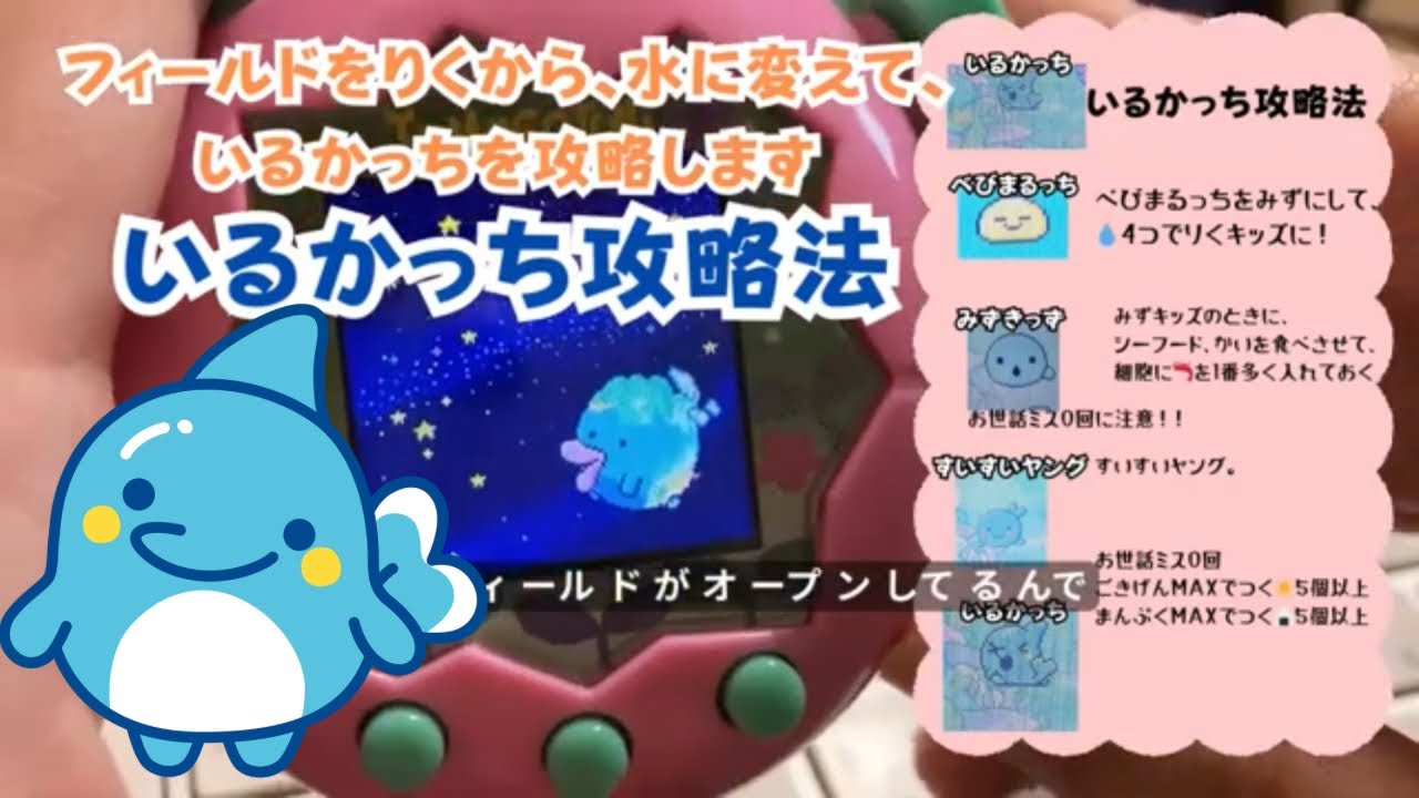 たまごっちパラダイス、いるかっち攻略法。たまごっちパラダイスのいるかっち育成。フィールド切り替えして、みずキッズにする！