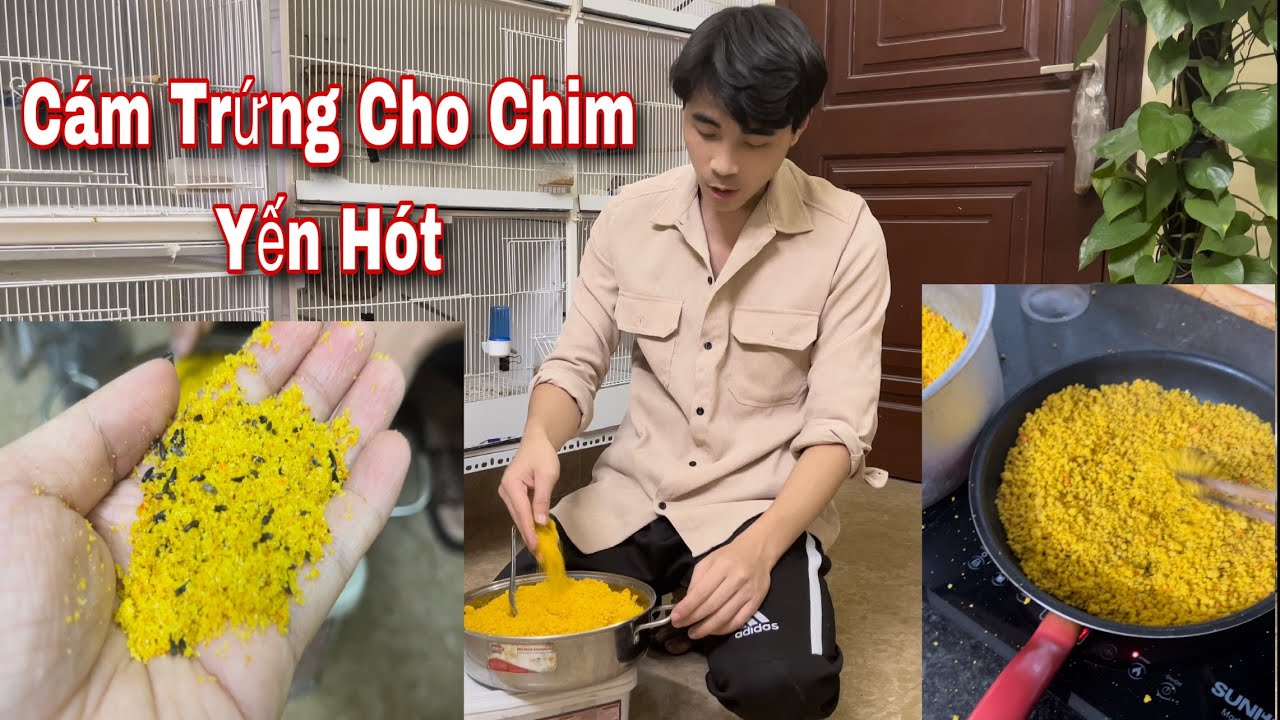 Làm Cám Trứng Cho Yến Hót, Và Thạch Yến