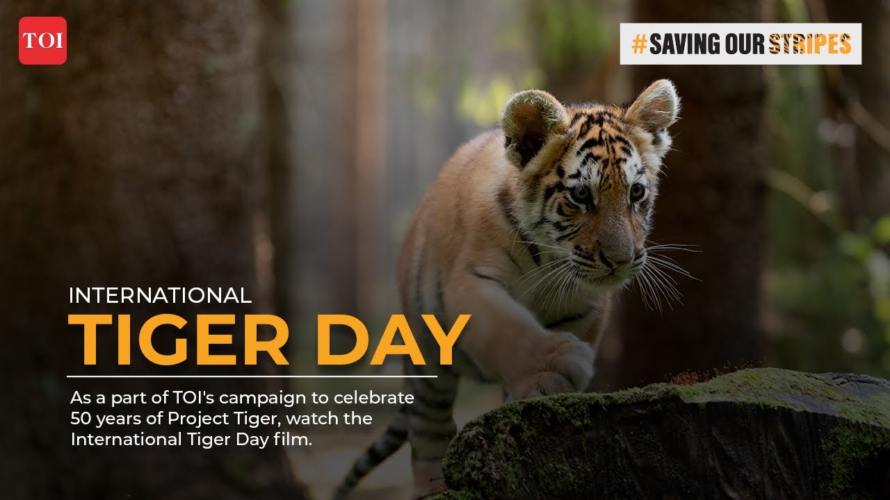 International Tiger Day Film | TOI | English #savingourstripes