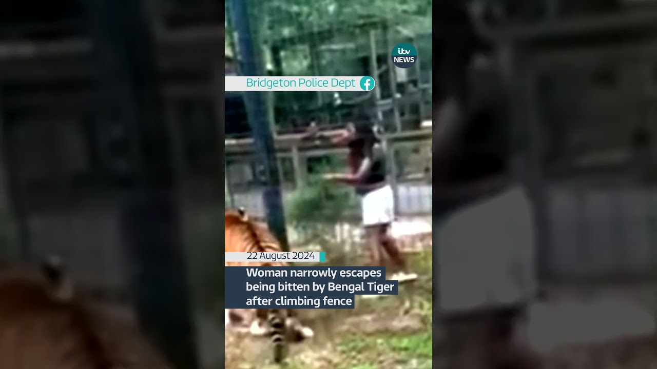 Woman narrowly escapes being bitten by Bengal Tiger after climbing fence #itvnews #news
