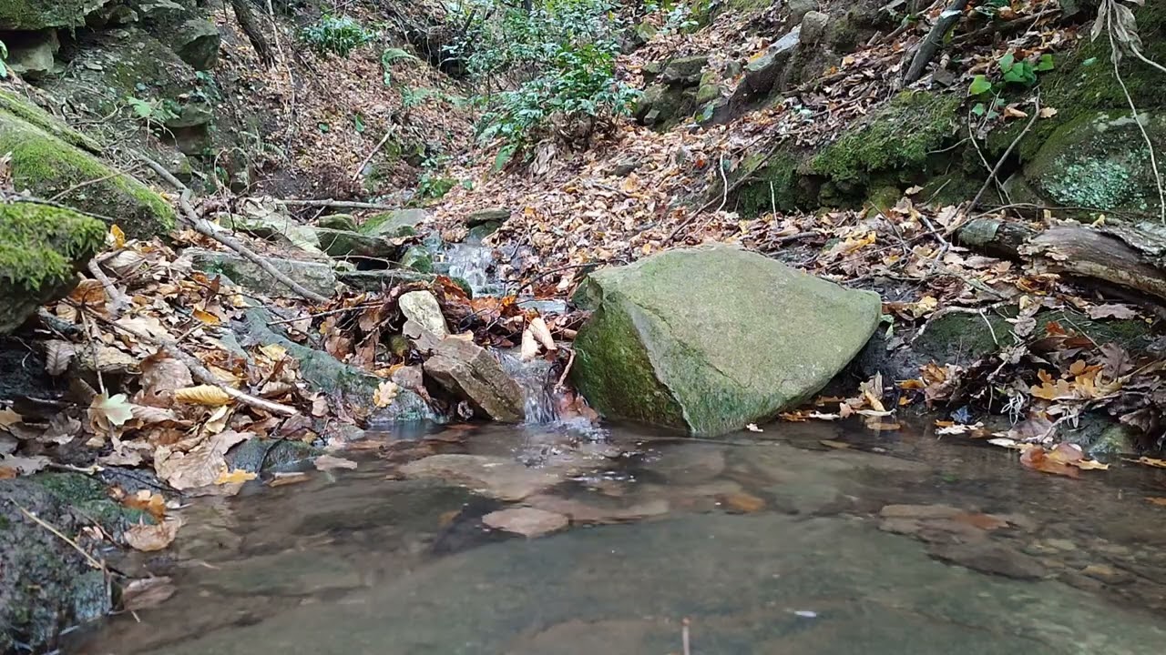 Relaxing Autumn Forest with Gentle Original Stream Sounds 🍁 (No-loop) 