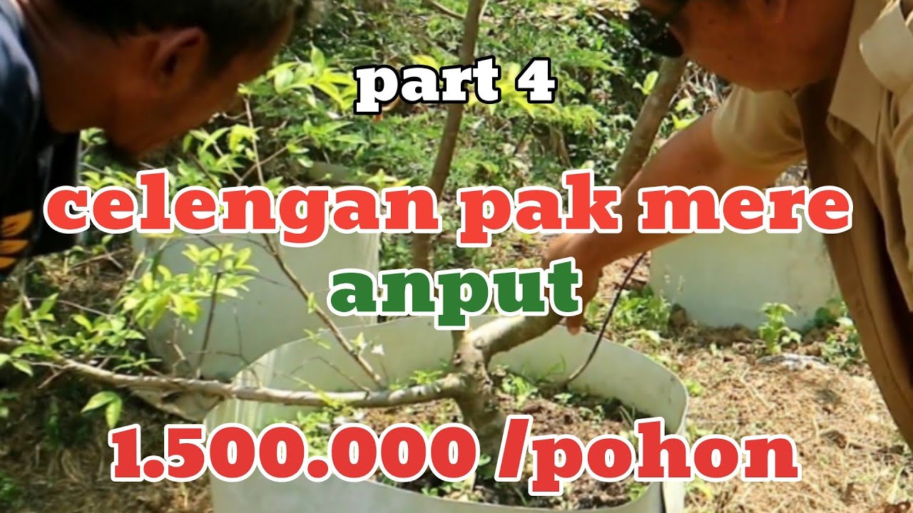 sukses budidaya anting putri omset puluhan juta#bonsai #cekhargabonsai #bonsaianput #budidaya