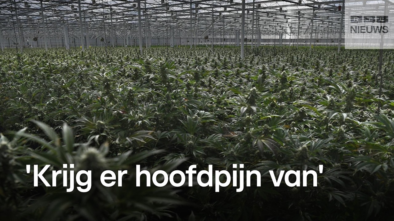 Legale wietkwekerij zorgt voor veel stank
