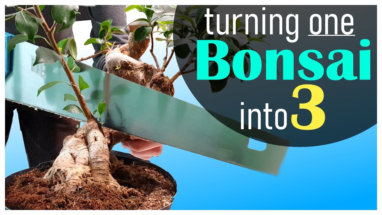 Making 3 Bonsai of 1 Ficus Tree - October 2023