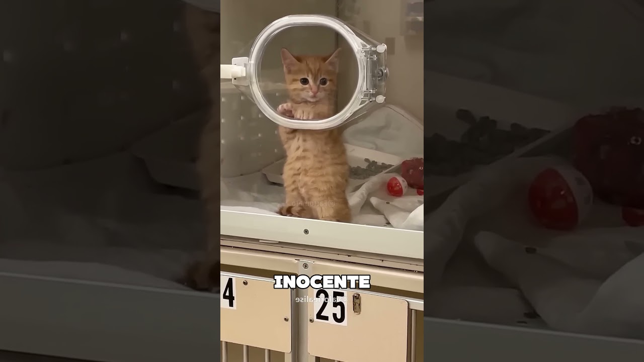 Nadie Quiere Adoptar A Esta Gatita Beb&eacute; 🥺❤️
