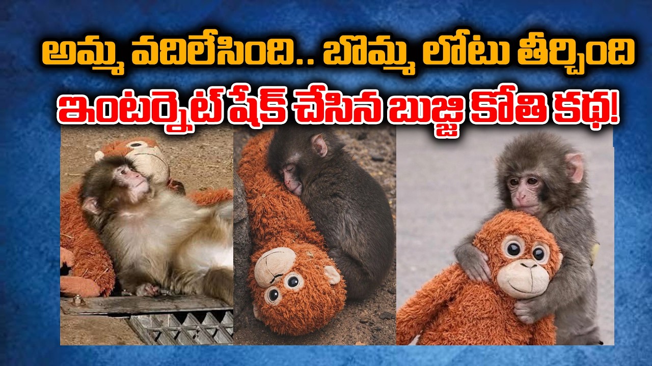 Abandoned Lonely  Baby Monkey Finds Comfort in a Toy | Punch’s Heartwarming Story Goes Viral
