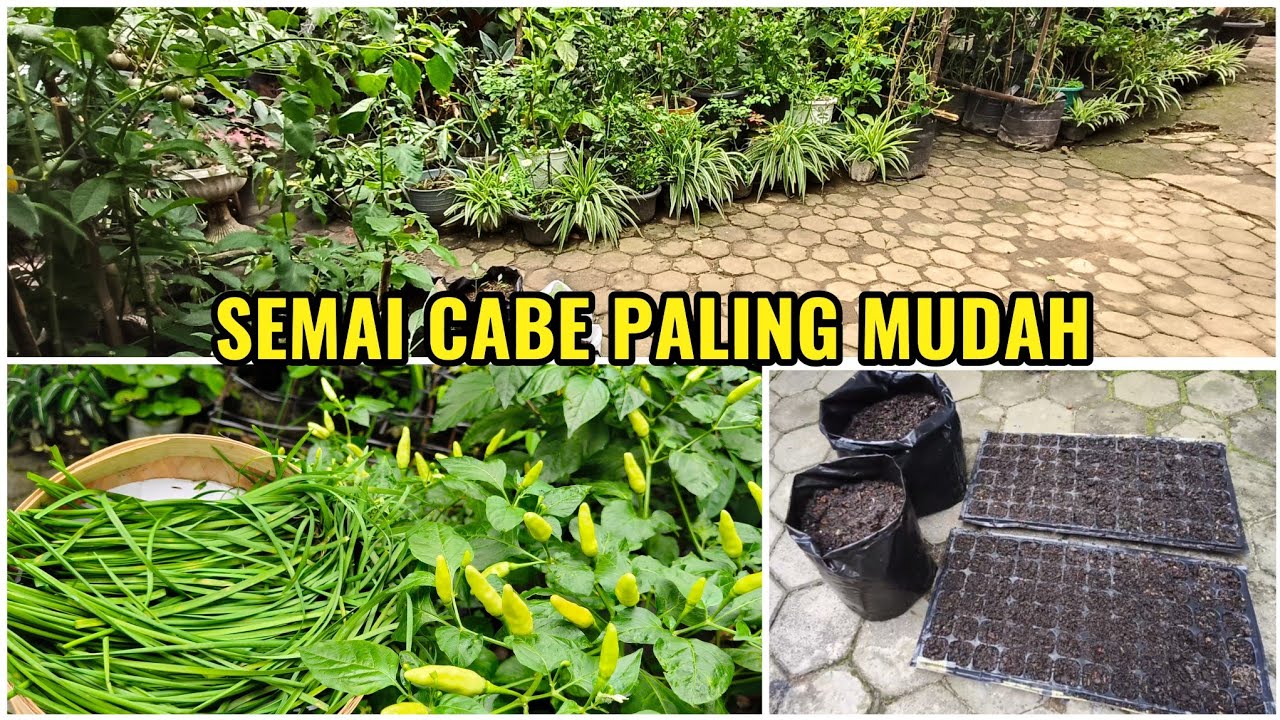 Cara Mudah Menyemai Benih Cabe & Kacang Panjang.  Panen Kucai #video #fyp#petanirumahan 