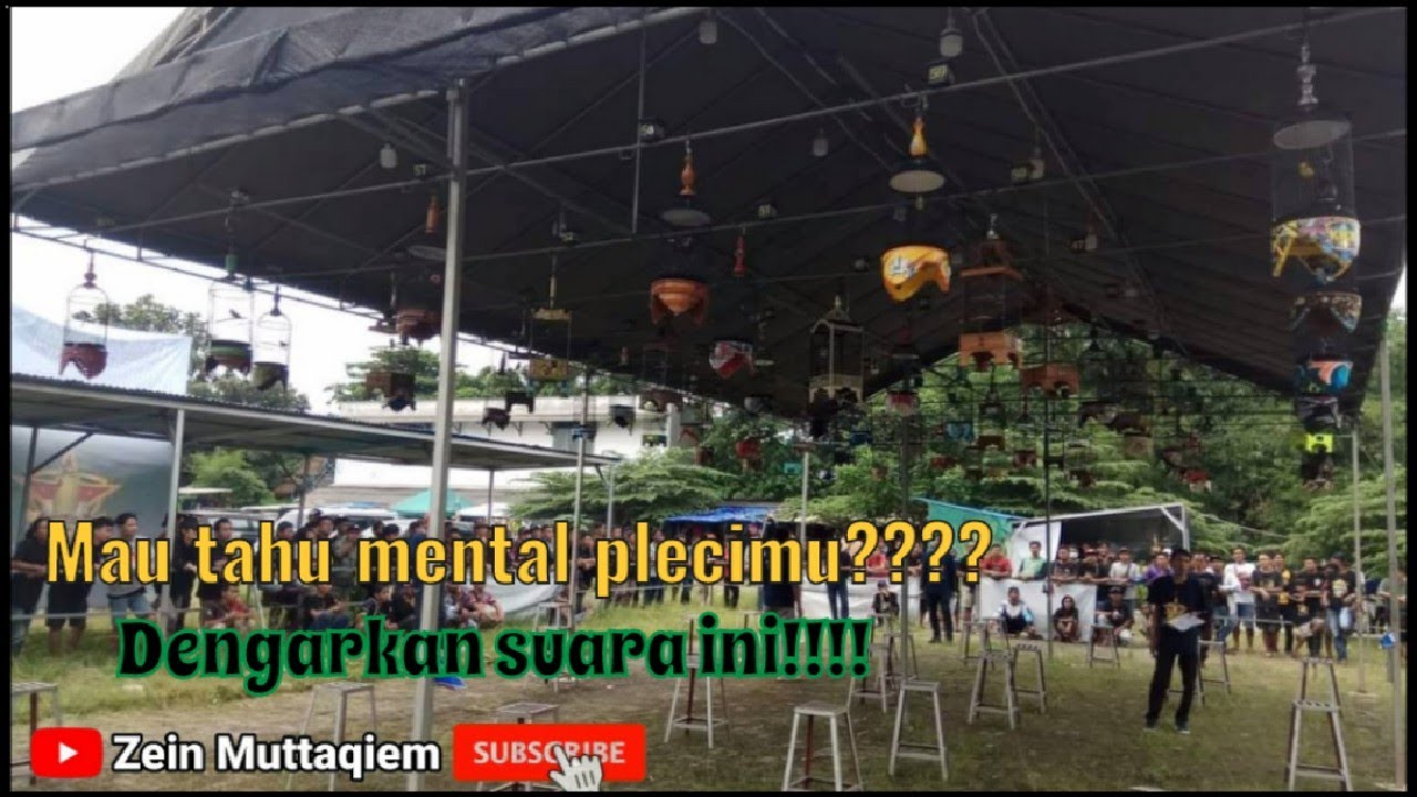 simulasi lomba burung pleci|terapi untuk melatih mental burung pleci