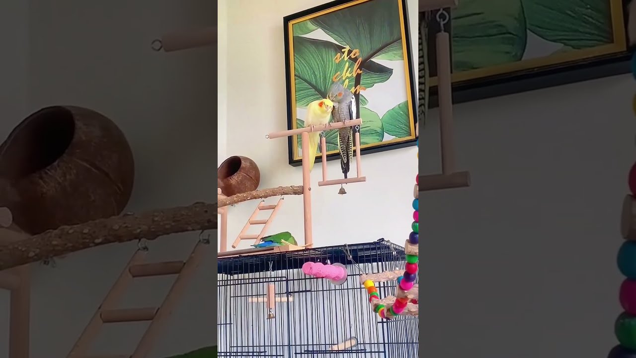Cockatiel（Nymphicus hollandicus@Happy_parrots&nbsp; #pet#parrot #birds #animals #parrots#cacatuidae#cute