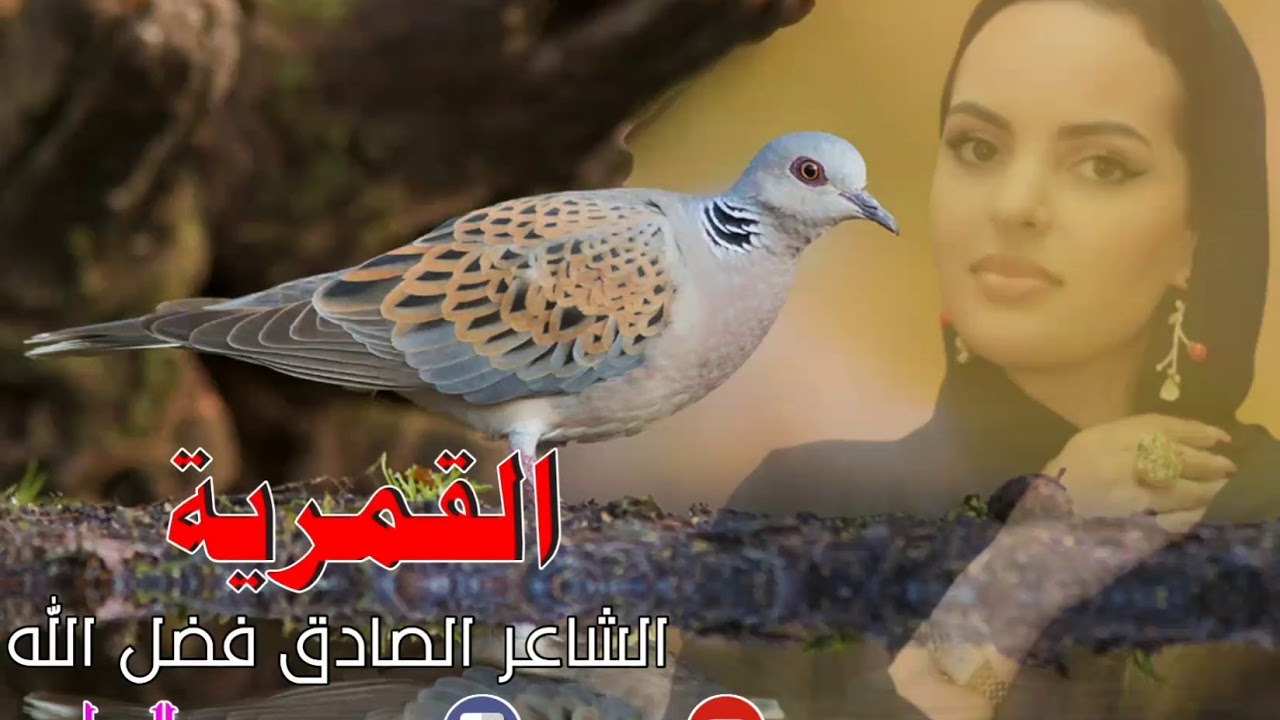 الشاعر الصادق فضل الله/ القمرية