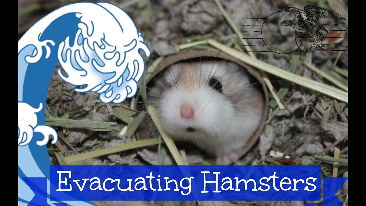 Evacuating a Hamster During Emergency/Disaster!