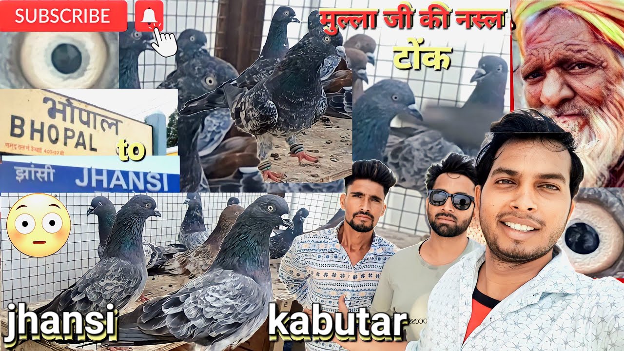झाँसी कबूतर/jaal dar kalsare kabutar मुल्ला जी कि नस्ल