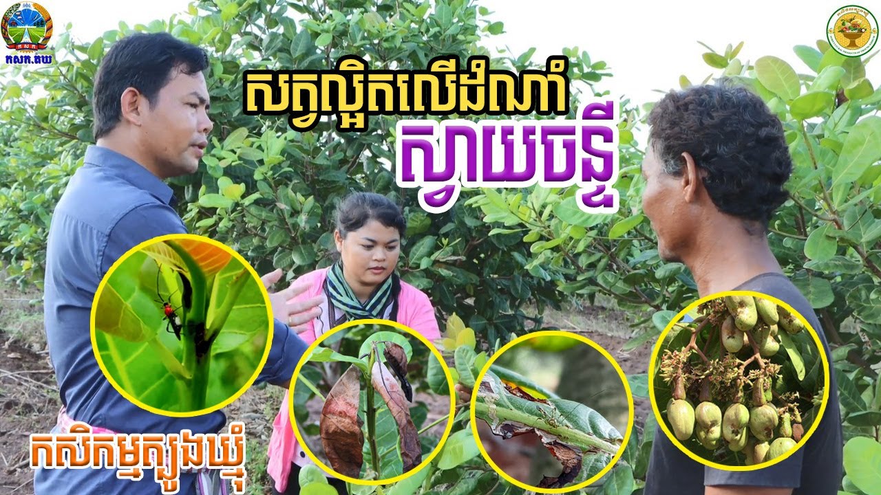 សត្វល្អិតលើដំណាំចន្ទី ដោយអ្នកជំនាញផ្នែកដំណាំនៅក្នុងខេត្តត្បូងឃ្មុំ