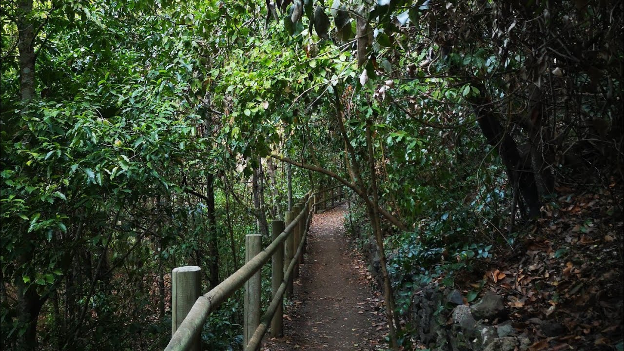 Senderismo en Gran Canaria #Paseo por los Tilos de Moya