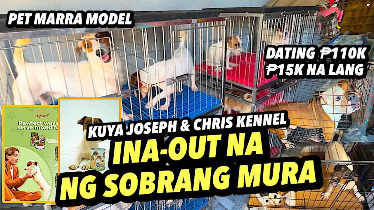 KUYA JOSEPH & CHRIS KENNEL VISIT | JACK RUSSELL TERRIER BREEDER | KENNEL VISIT | DECEMBER 05, 2024