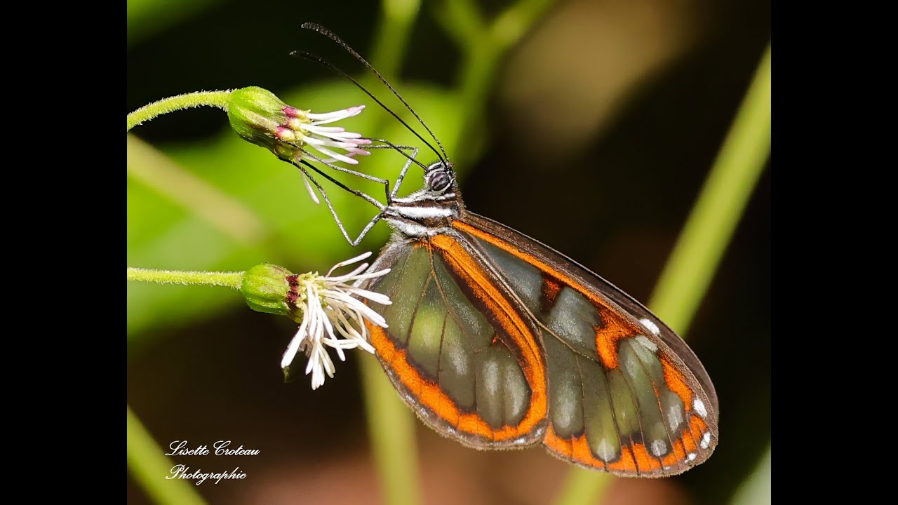 Papillons et insectes de l'Équateur 2025