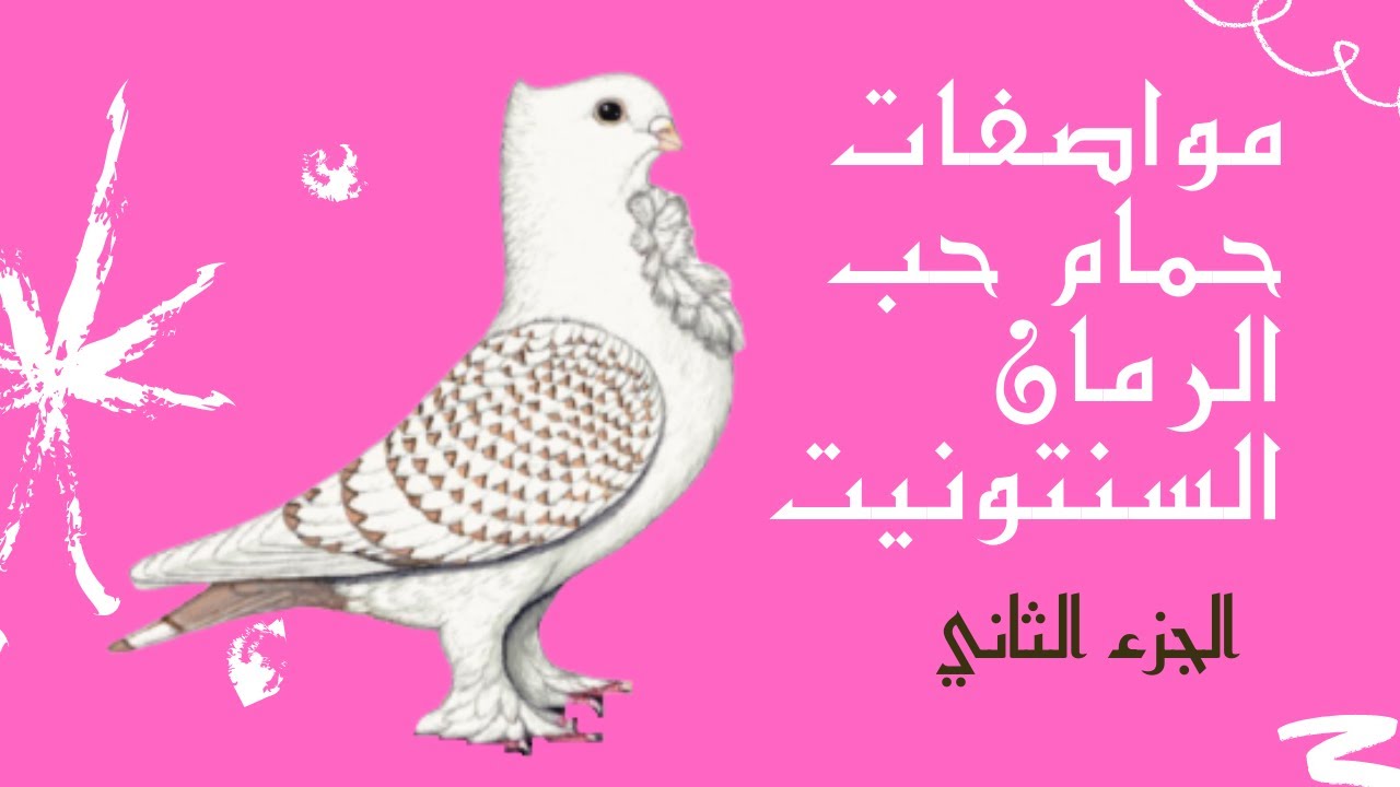 مواصفات حمام حب الرمان (الجزء الثاني)🕊Classic Oriental Fill pigeon
