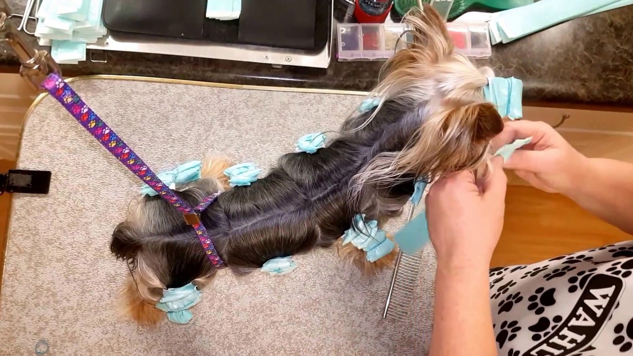 Wrapping Yorkie Coat - Luci