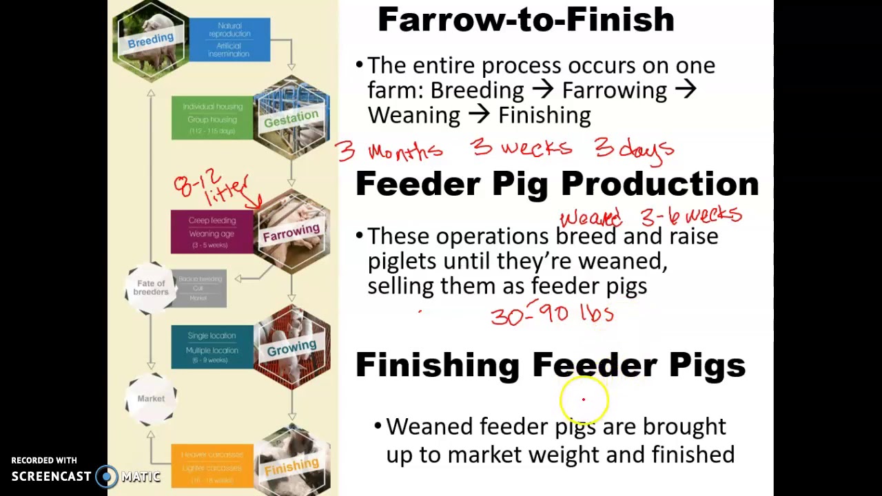 Swine Breeds Background Information