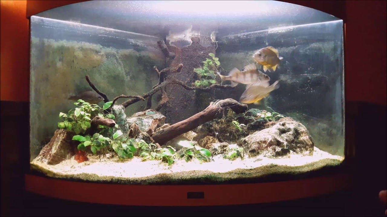 Acquario lago nostrano: PERCA FLUVIATILIS e LEPOMIS GIBBOSUS