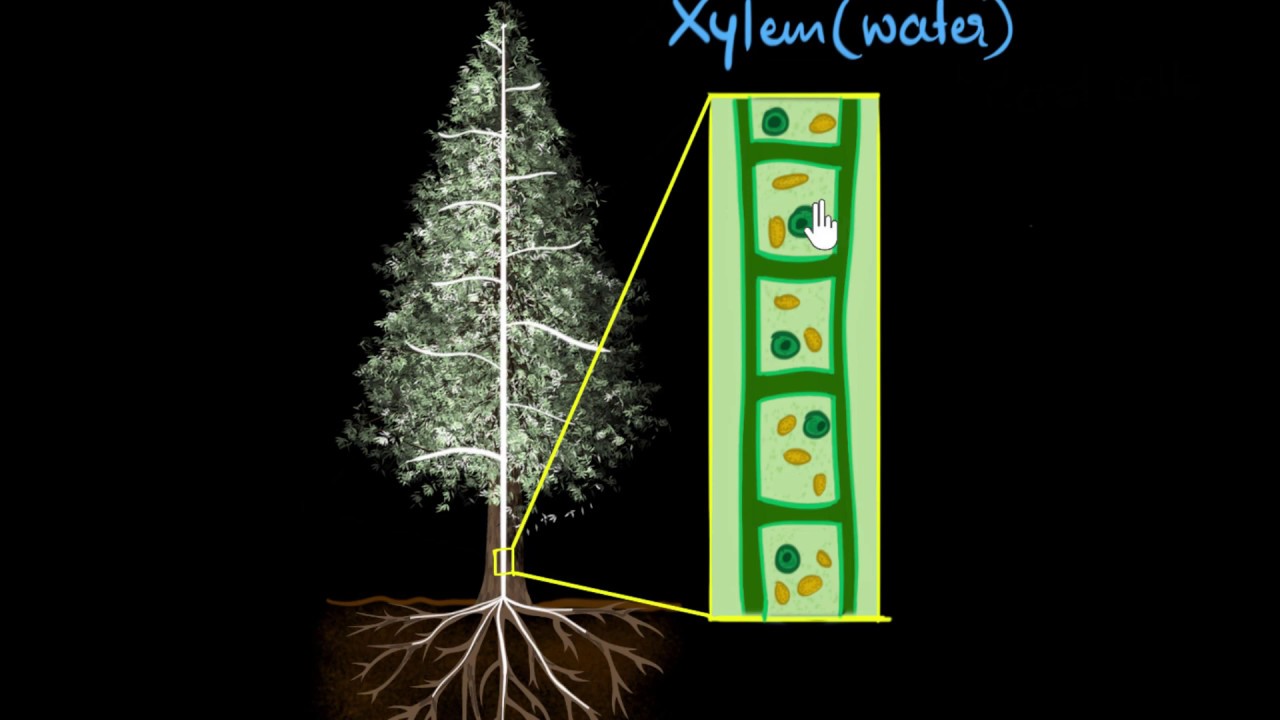 Xylem & transpiration | Life processes | Biology | Khan Academy