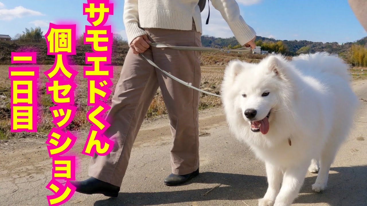【サモエド】興奮から落ち着かず噛む個人セッション二日目