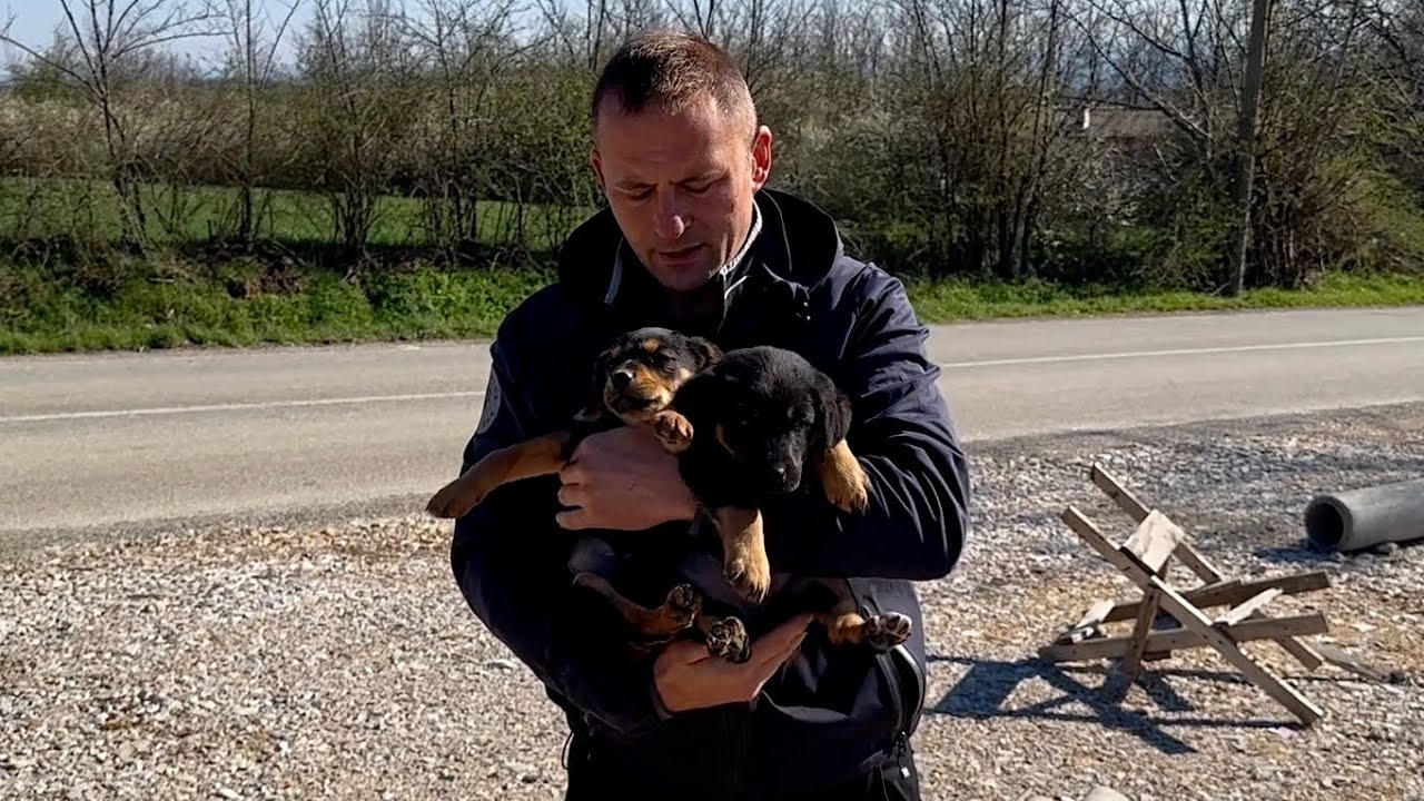 These puppies are heroes! They survived the bag and the busy road.