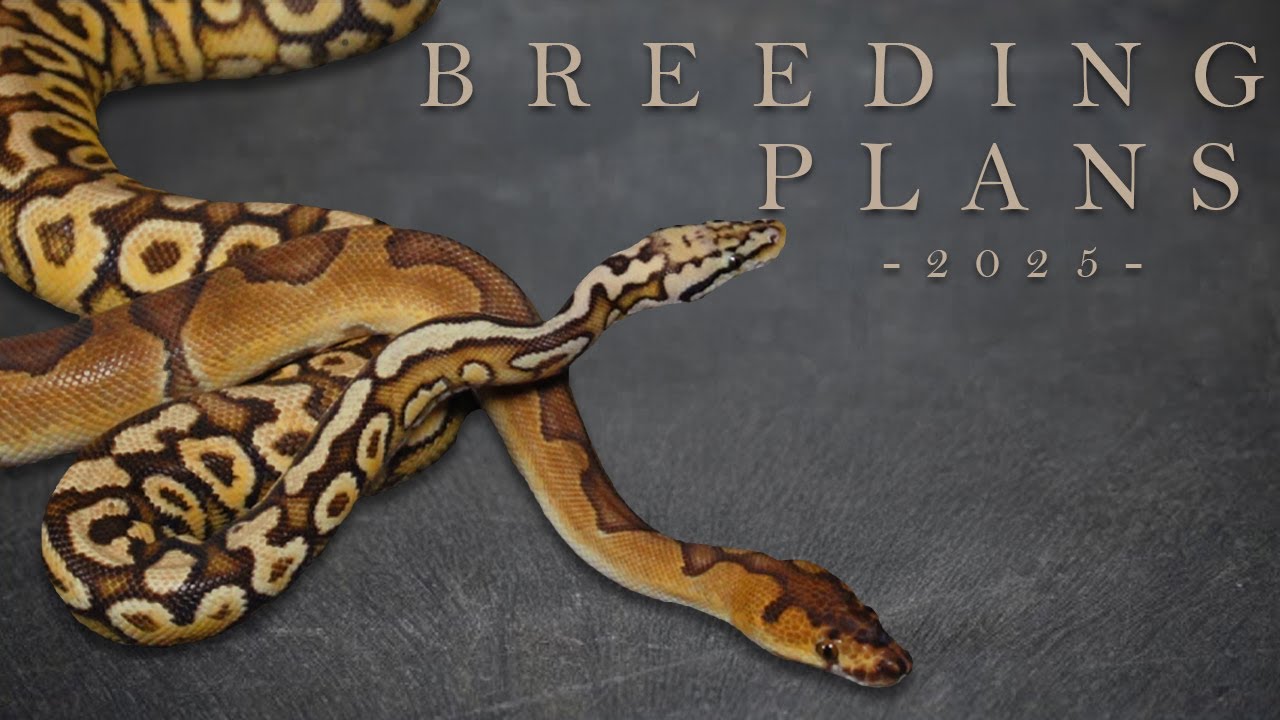 You Wont Believe These Pairings! - RARE Ball Python Morphs 2025