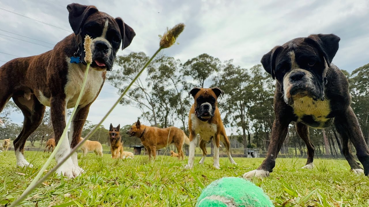 Friday Fun-Fest!! ☀️🐕🥳🧁🙌🎣🏍️🎾💦
