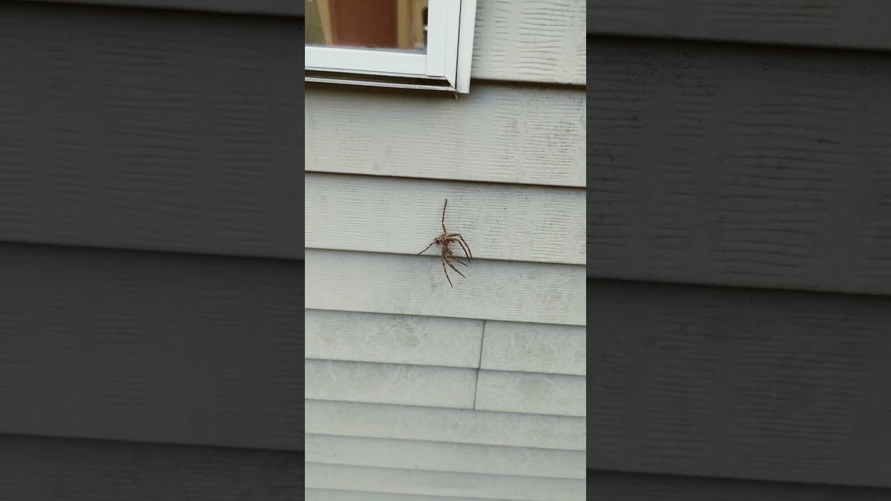 Biggest spider I've seen in Japan