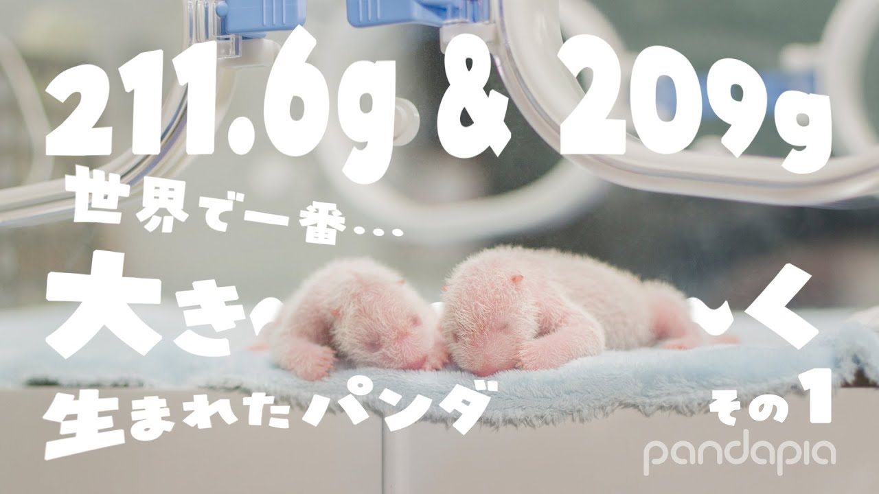 世界で一番大きく生まれたパンダ 阿宝双子成長記その1 （日本語字幕）
