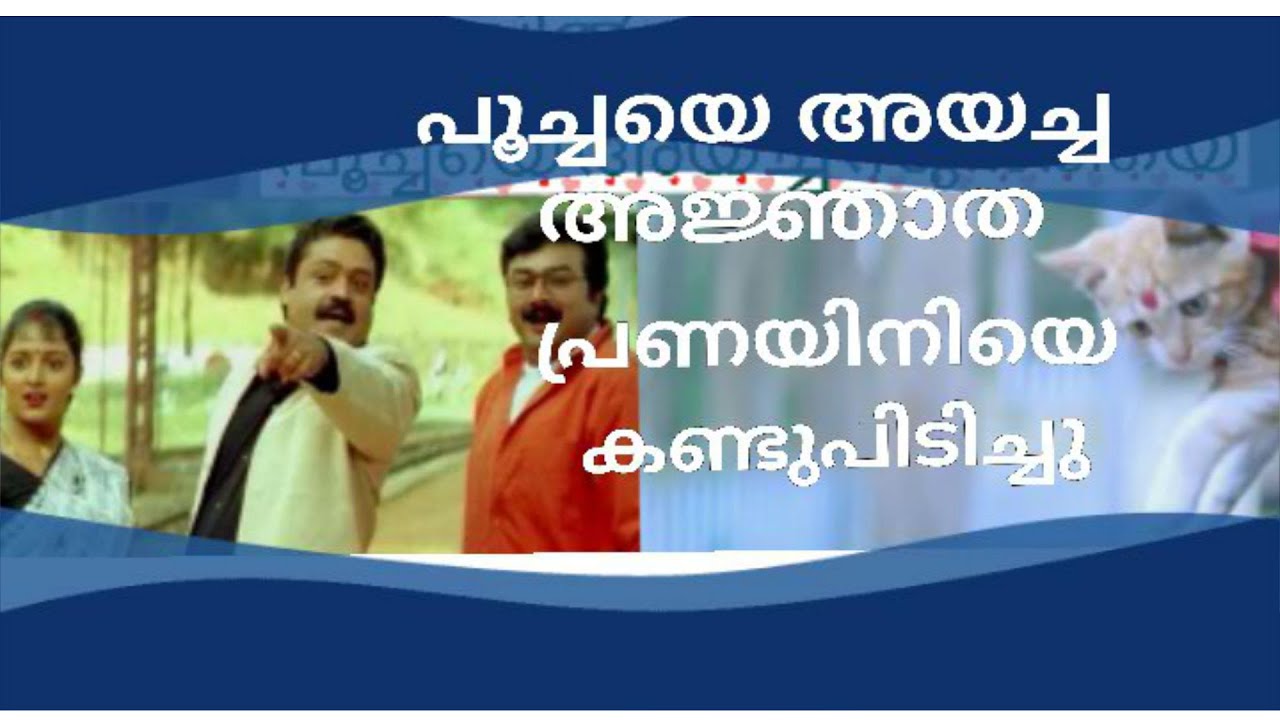 ഒടുവിൽ പൂച്ചയെ അയച്ച പ്രണയിനിയെ കണ്ടെത്തി  Hidden Lover In Summer in Bethlehem