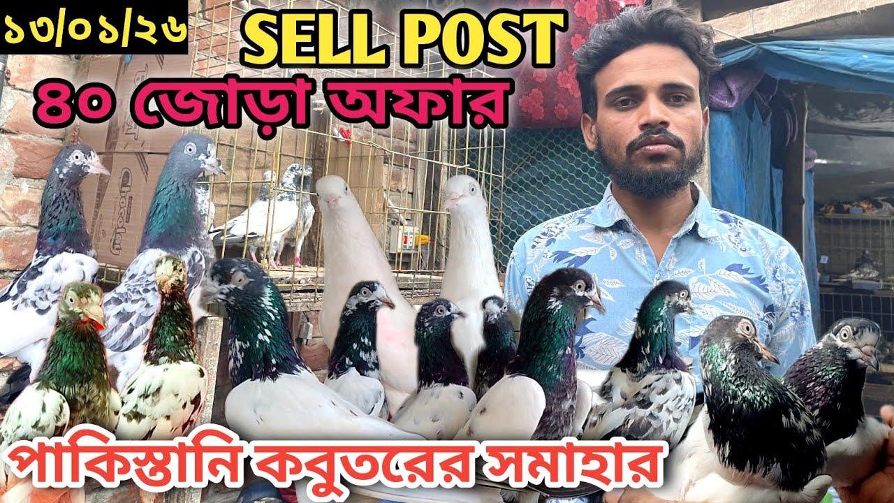 পাকিস্তানি টেডি,কামাগার,৩৫ওয়ালা টেডি১২৮|| শাহজাহান ভাইয়ের কবুতরের ফার্ম highflying pigeon in khulna