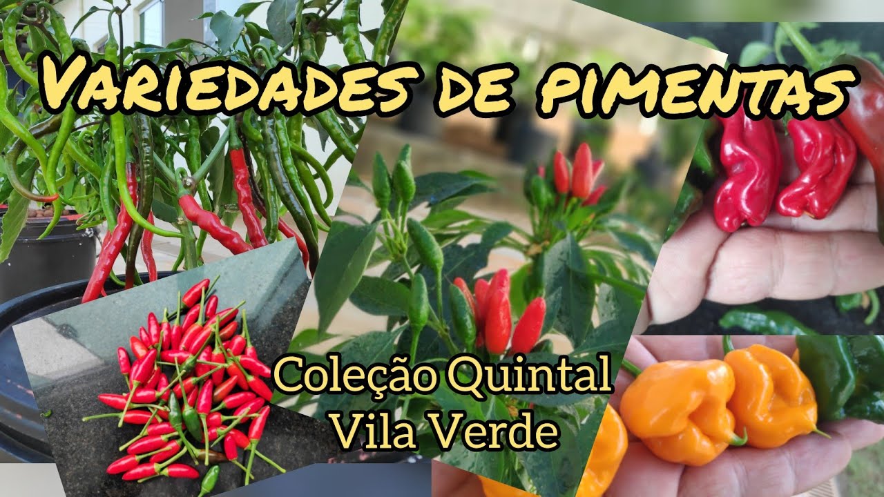 Variedades de Pimentas - Parte I (De 01 a 10). Coleção de Pimentas do Quintal Verde..