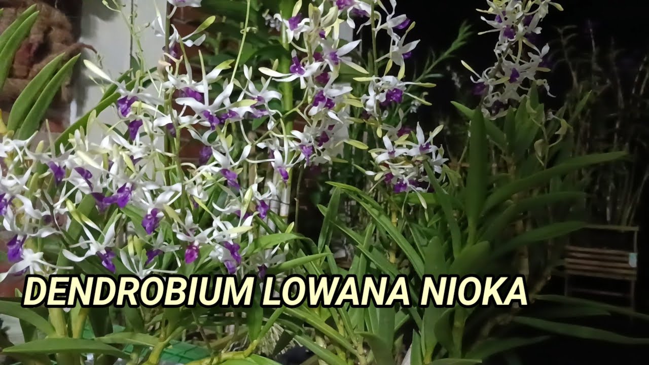 Dendrobium Lowana Nioka - 0813 2506 4060