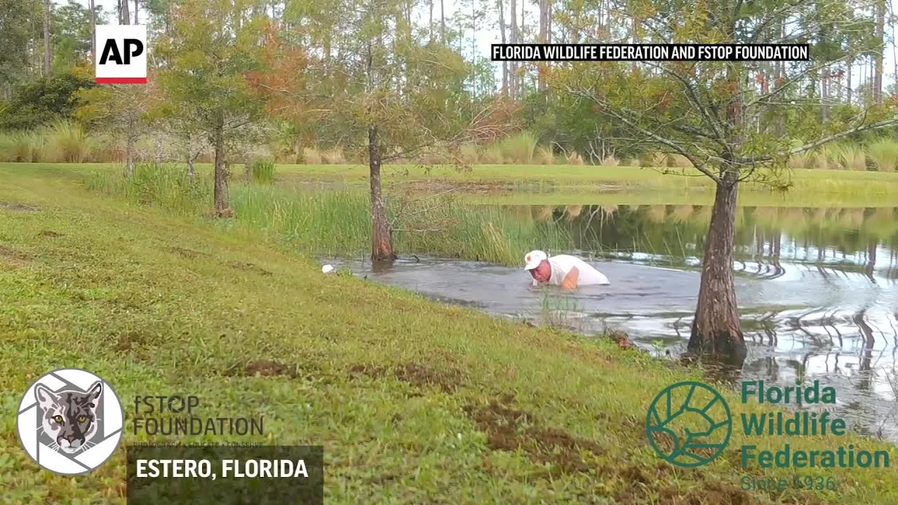 Florida man rescues puppy from alligator