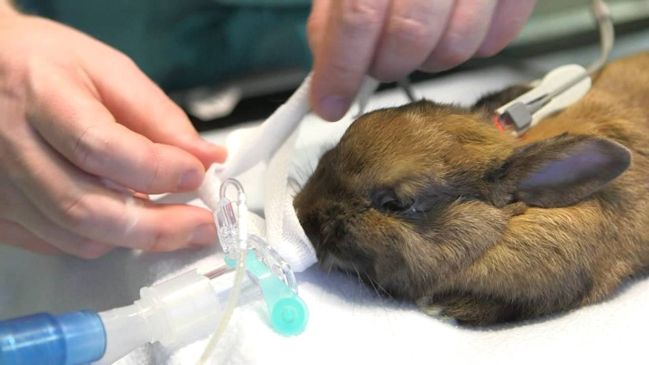 V Gel Rabbit