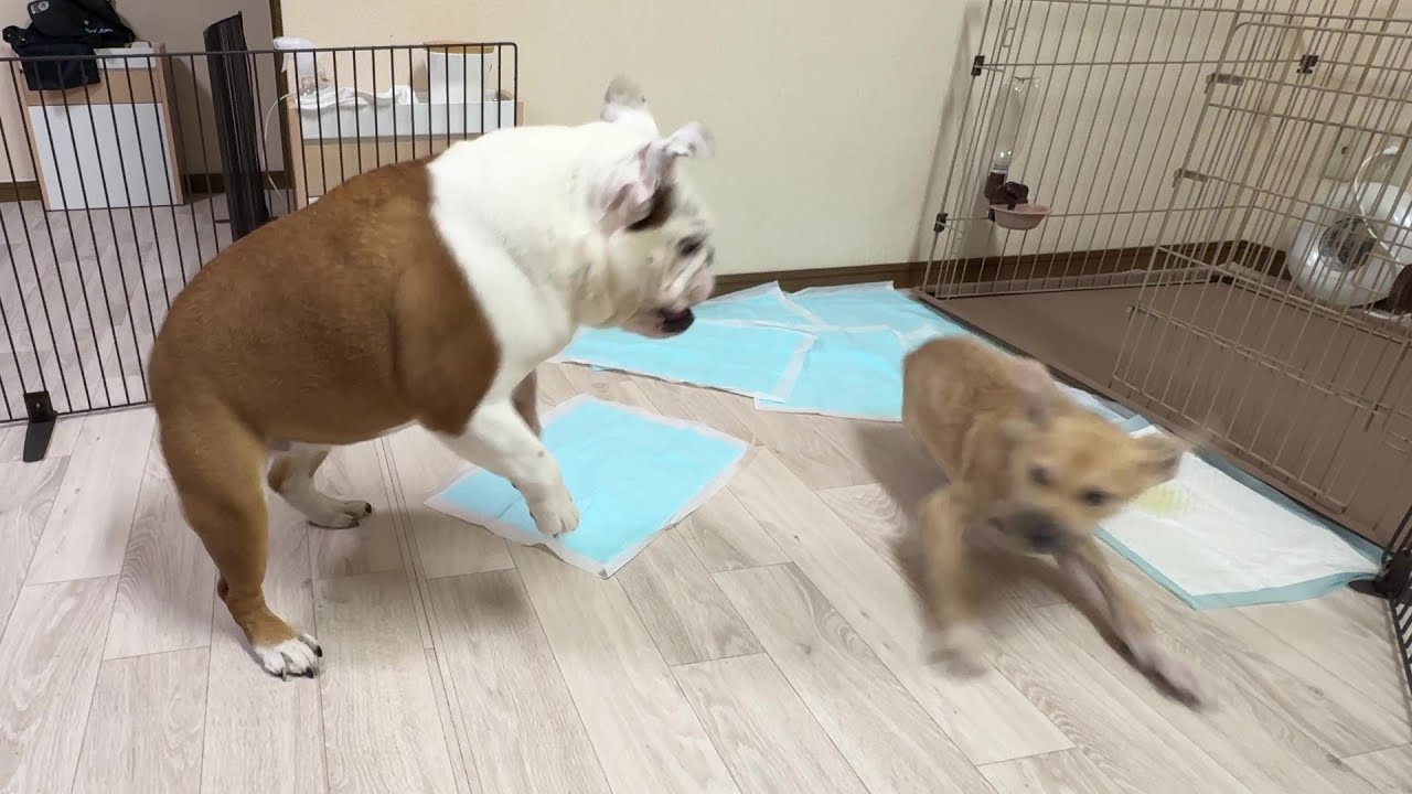 ビビりな保護犬のイタズラを、飛び跳ねながら指導するまるこが可愛すぎた（笑）