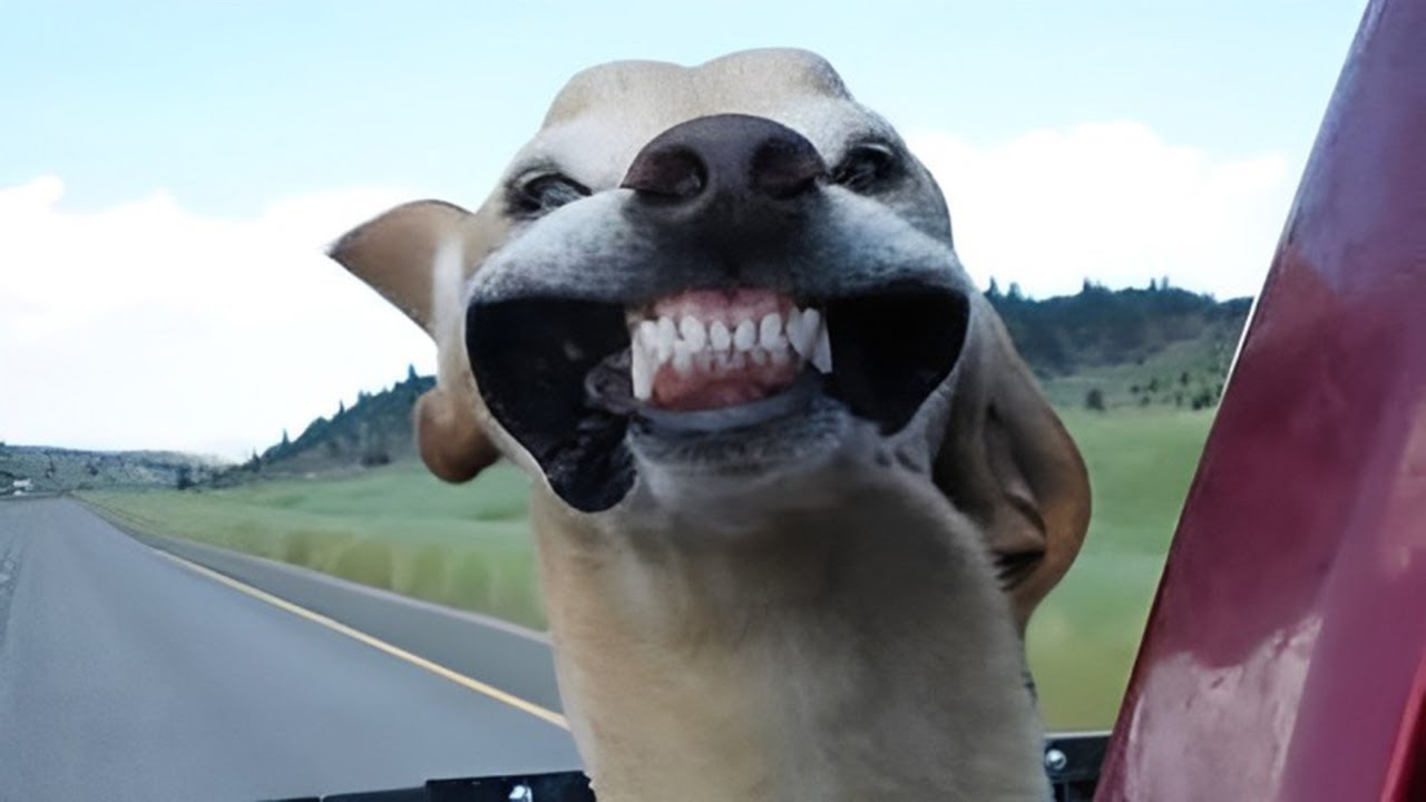Funny Dogs Guaranteed to Raise Your Smile