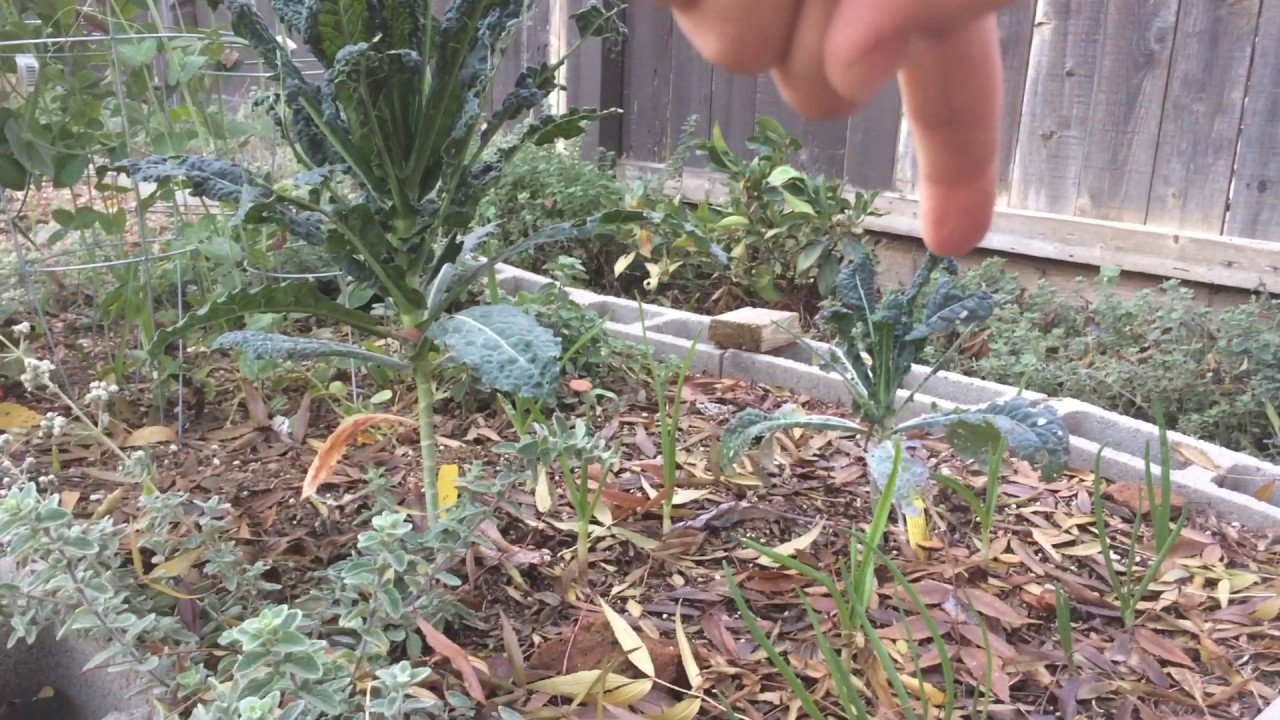 Foliar Feeding Comparison (Dinosaur Kale)